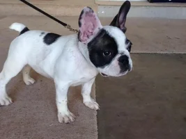 December 2013 Frenchie of the Month Contest ~ENTER HERE~