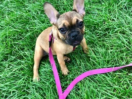 4 PAW MEMBERS!!!  Please VOTE for your favorites FRENCHIE-TUDES!