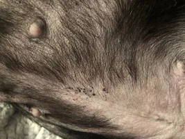 Ongoing skin issues