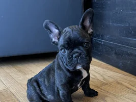 12 week frenchie too small?