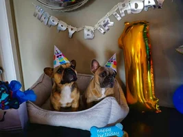 Hugo had his first barkday