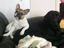 ~ENTER HERE~ February Frenchie of the Month Contest - Be My Frenchie-tine!