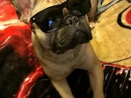 November Frenchie of the Month ~ 4 PAW MEMBERS VOTE ~