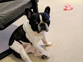 ~ENTER HERE~ November Frenchie of the Month "TURKEY LEG" Contest