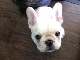 Baby Henri