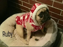 4 PAW MEMBERS!!!  Please VOTE for your favorite Frozen Frenchie!
