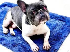 Cherry Eye