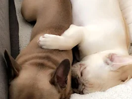 Do your Frenchies sleep together?