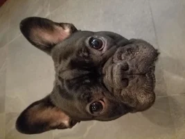 ~ENTER HERE~ March Frenchie of the Month Contest "FRENCHIE FACES"