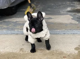 ~ENTER HERE~ January 2019 Frenchie of the Month! ~ FROZEN FRENCHIES ~