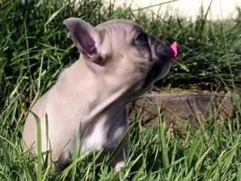 Anyone Have Pictures Of Your Frenchie's Parents???