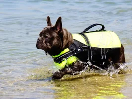 New to French bulldogs - Advice would be nice :)