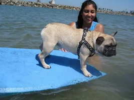 Does your Frenchie like water?