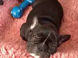 Soon to be Frenchie-owner from Sweden