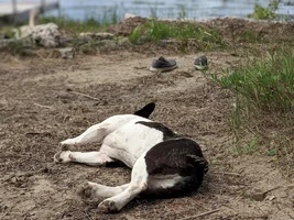 4 PAW MEMBERS!!  Please vote for your favorite LAZY FRENCHIE!!