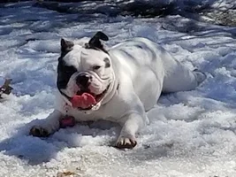 4 PAW MEMBERS!!!  Please VOTE for your favorite Frenchie FACES!