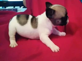5.5 weeks old! Home in 19 days!