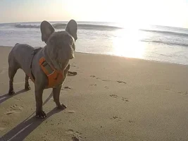 July 2016 Frenchie of the Month Contest ~ Summertime Frenchies