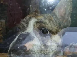 How Much Is That Doggie In The Window???
