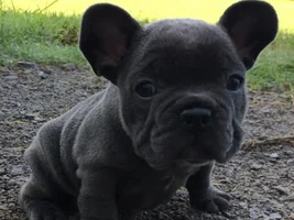 New Member - Molly