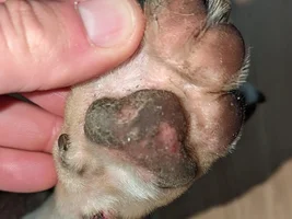 Red spots in ear