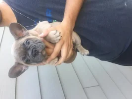 Commentson this puppy! I'm thinking about getting His Nose seems off tho