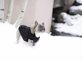 ~ENTER HERE~ January Frenchie of the Month ~ FROZEN FRENCHIES!