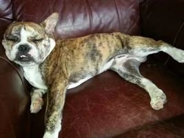 We Have An Appointment With Buster's Vet This Afternoon...