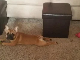 Contortionist