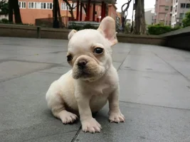 Advice on a potential frenchie!