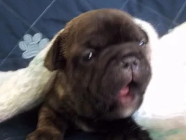 Beau At 3 Weeks Old