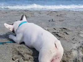 4 PAW MEMBERS!!  Please vote for your favorite LAZY FRENCHIE!!