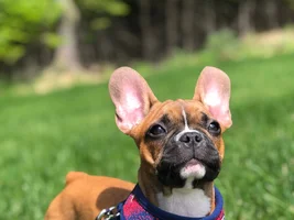 Does my Frenchie look full blooded?