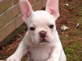 ENTER HERE ~ Frenchie of the Month Contest ~ Summertime Frenchies!!