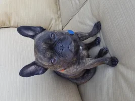 Say Hi to Frankie!