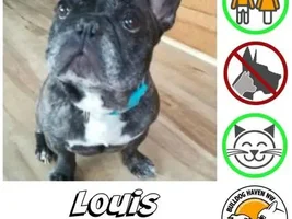 ~Louis~French Bulldog Available for Adoption in Washington