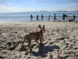 Frenchie Meet up group event this weekend Dec 1st