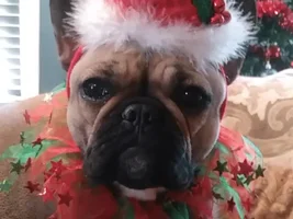 ~ENTER HERE~ December HOLLY JOLLY Frenchie of the Month Contest
