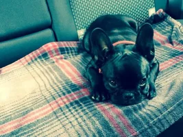 4 PAW MEMBERS ~ VOTE NOW ~ September Frenchie of the Month :D