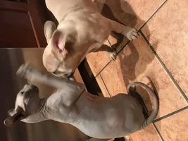 The kitty & The puppy