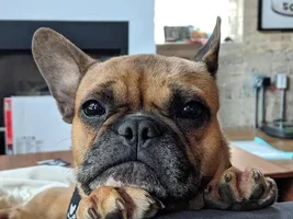 ~Wilma~French Bulldog Available for Adoption in Illinois