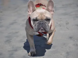 July 2014 Frenchie of the Month Contest ~ENTER HERE~