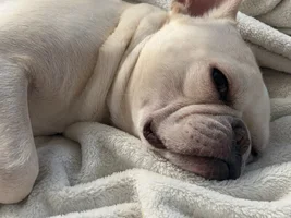 Enzo