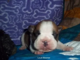 Baby Boomer AKA Louie Pictures