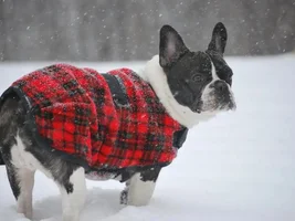 Finally! Snow in Va.