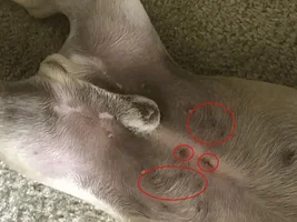 Belly and Back Leg Skin has Dark Spots / Irritations