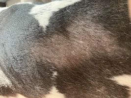 Fur Loss