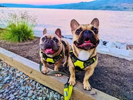 Hugo & Maple checking in