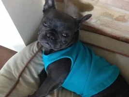 Blue frenchie