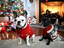 4 PAW MEMBERS!!!  Please vote for your Holly Jolly Frenchies